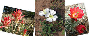 Indian Paintbrush, Desert Primrose, and Claret Cup Cactus.