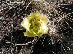 flowering prickly pear cactus